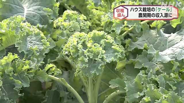 旭川 ハウス栽培 青汁の原料「ケール」の収穫 盛ん